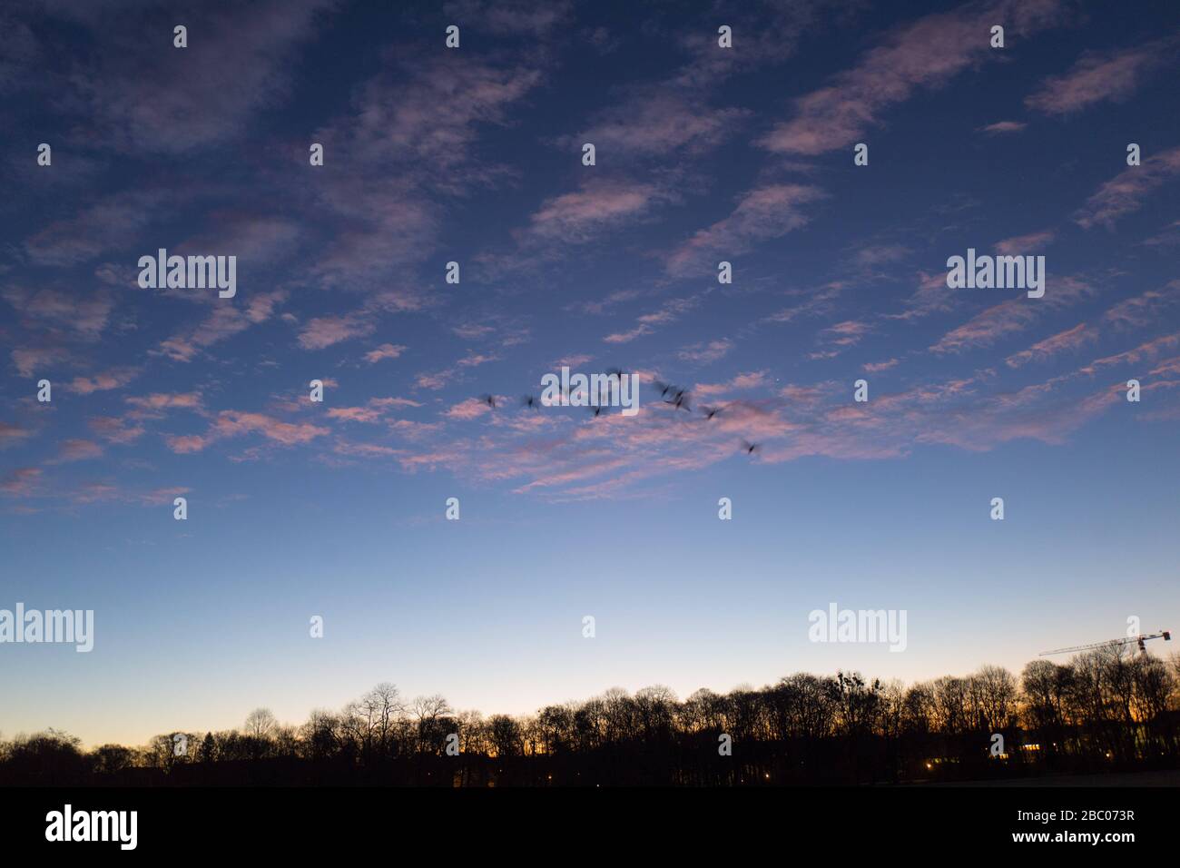 Wild geese fly over the English Garden at dawn. [automated translation] Stock Photo