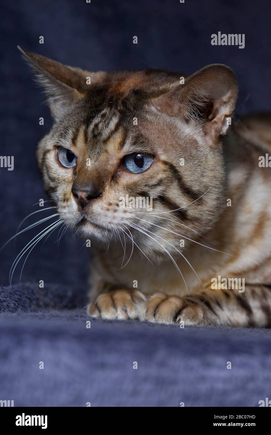 Close up of a tabby cat resting on the blue background. Vertical, front view, portrait. Stock Photo