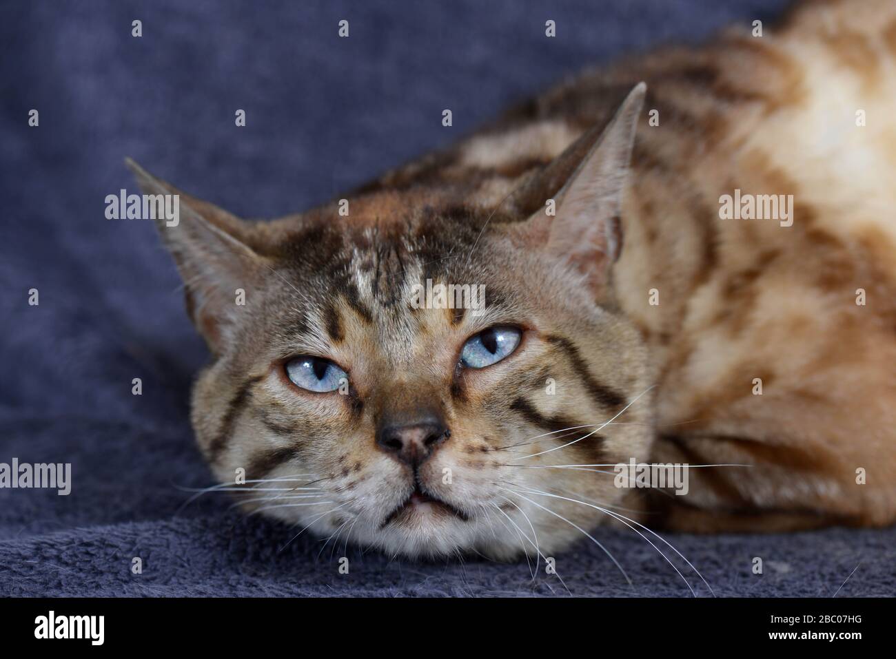 Close up of a tabby cat resting on the blue background. Horizontal, front view, portrait. Stock Photo