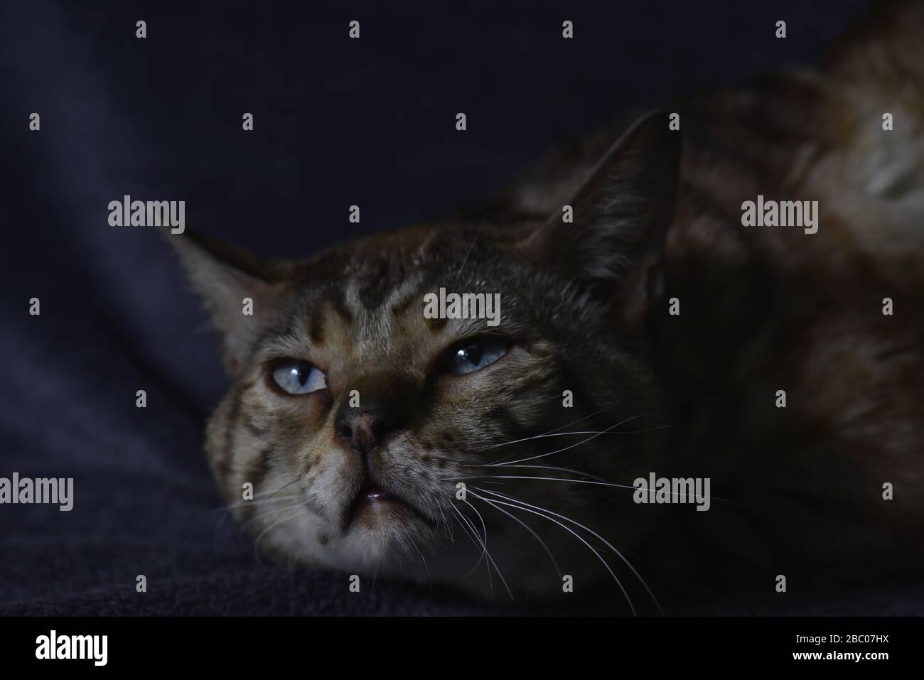 Close up of a tabby cat resting on the blue background in dark colors. Horizontal, front view, portrait. Stock Photo