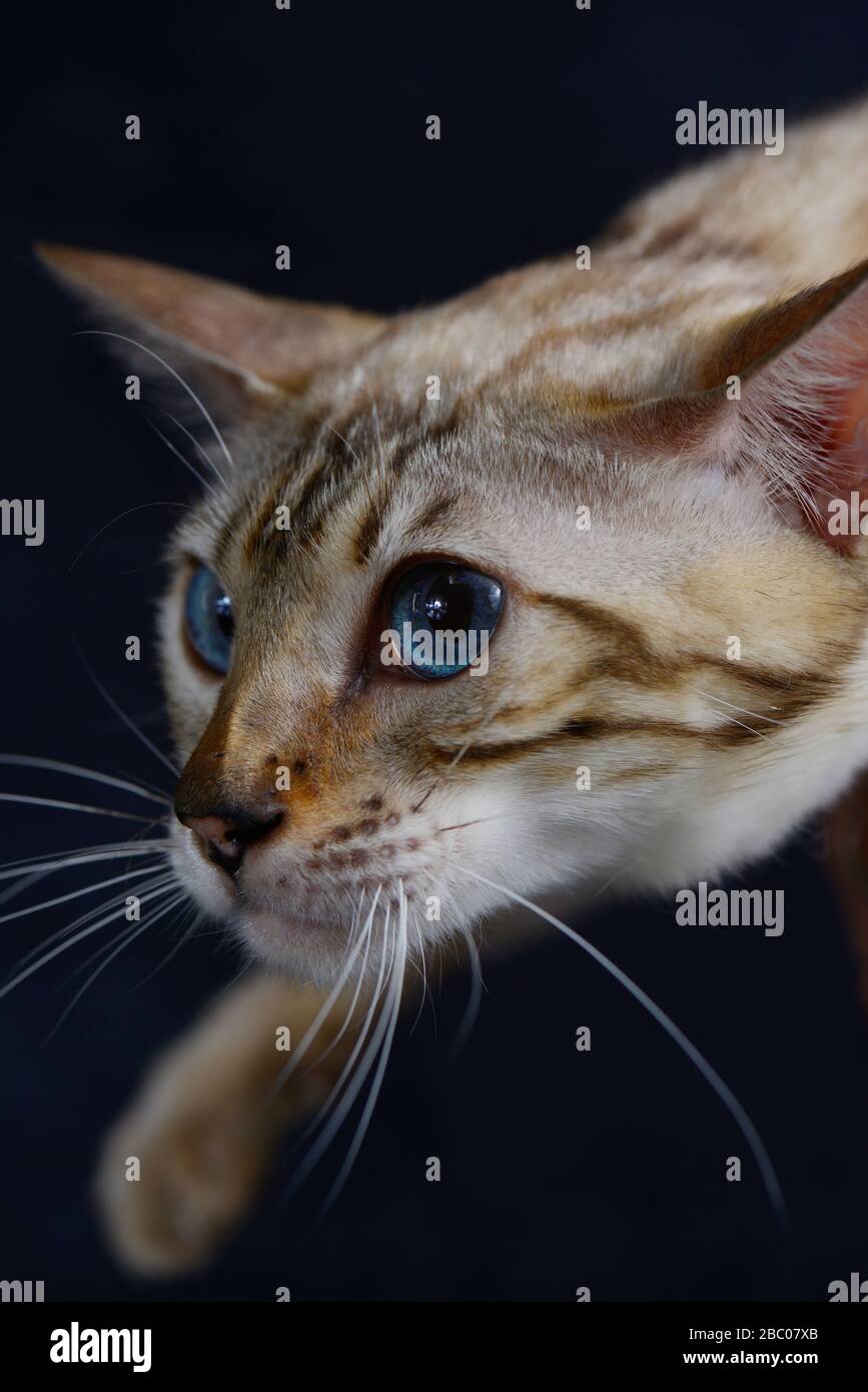 Portrait of cat with blue eyes sneaking on dark blue background. Vertical, side view, close up. Stock Photo