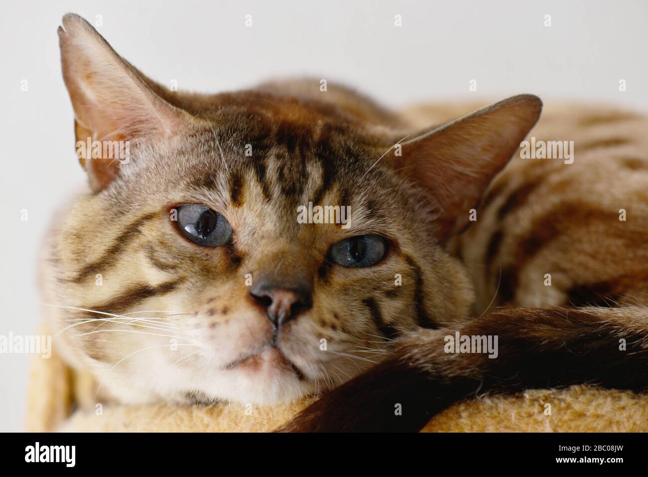 Close up of a tabby cat resting on the cat tree. Vertical, front view, portrait. Stock Photo