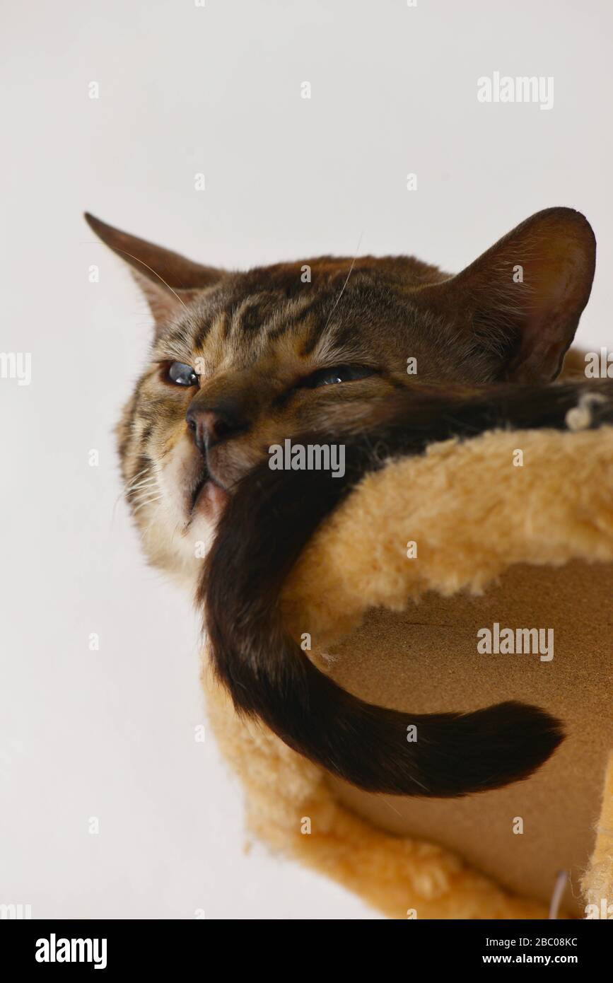 Close up of a tabby cat resting on the cat tree. Vertical, side view, portrait. Stock Photo