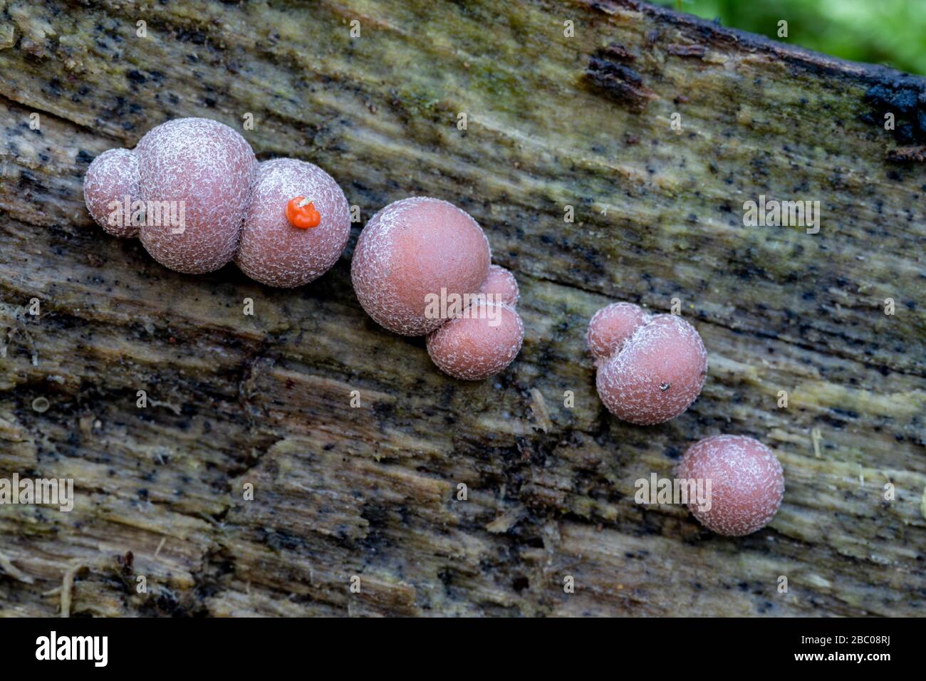 Lycogala epidendrum, known as wolf's milk, growing on a dead log in the woods in autumn. Spain Stock Photo