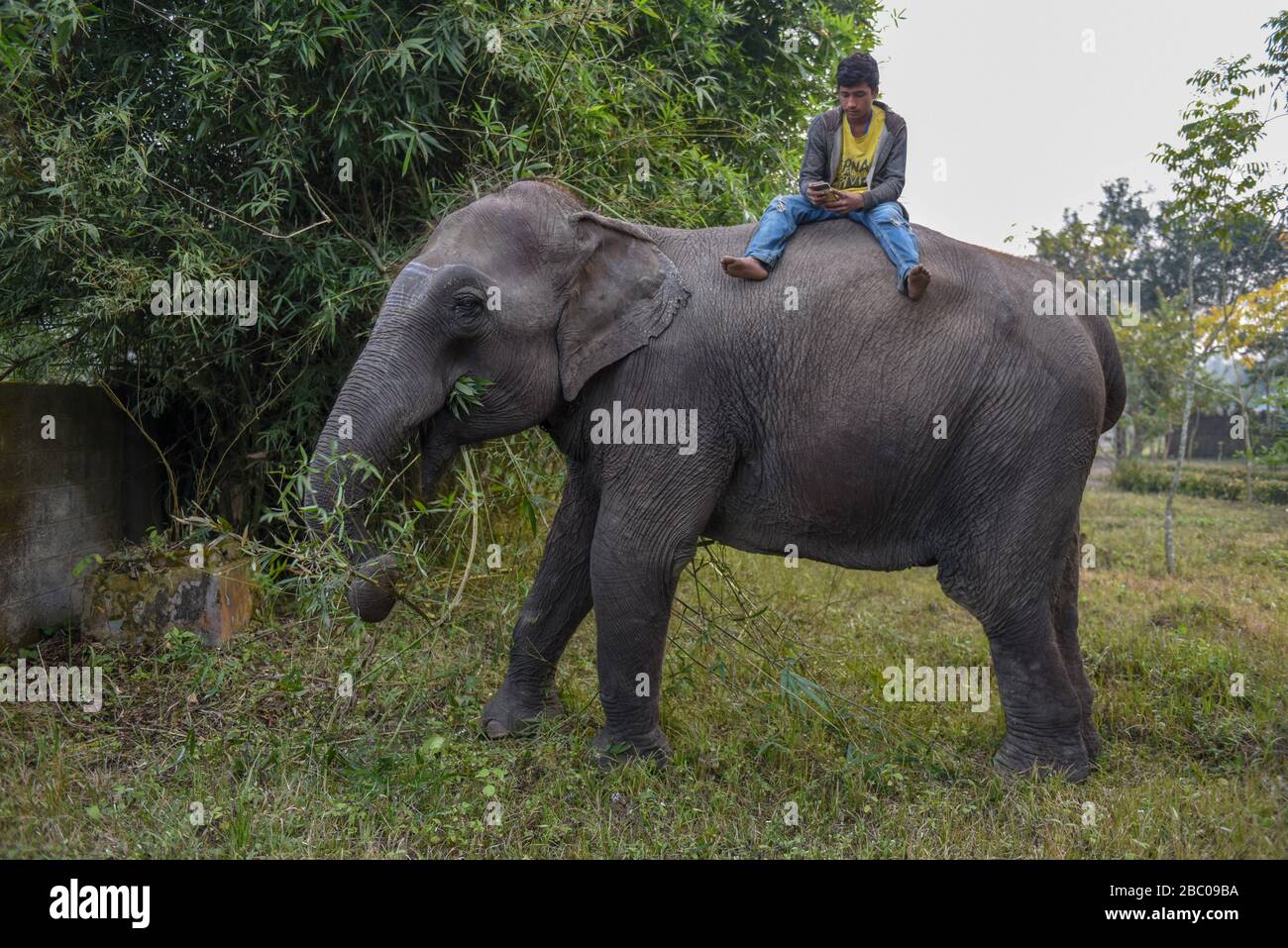 Sauraha, Nepal 21 January 2020 elephant eating bamboo at Chitwan