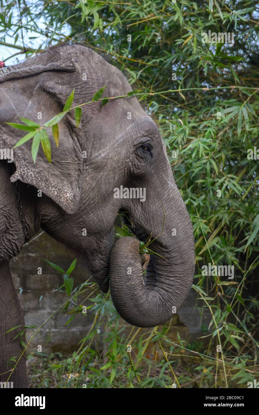 Elephant eating bamboo at Chitwan national park in Nepal Stock Photo
