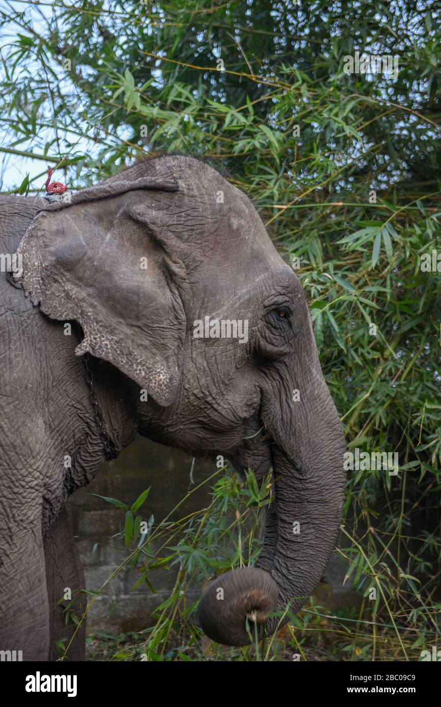 Elephant eating bamboo at Chitwan national park in Nepal Stock Photo