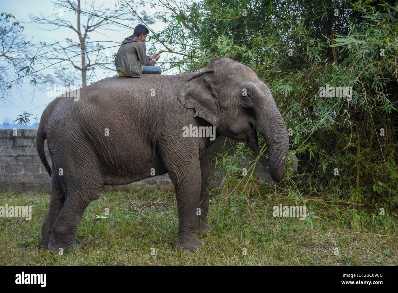 Sauraha, Nepal 21 January 2020 elephant eating bamboo at Chitwan
