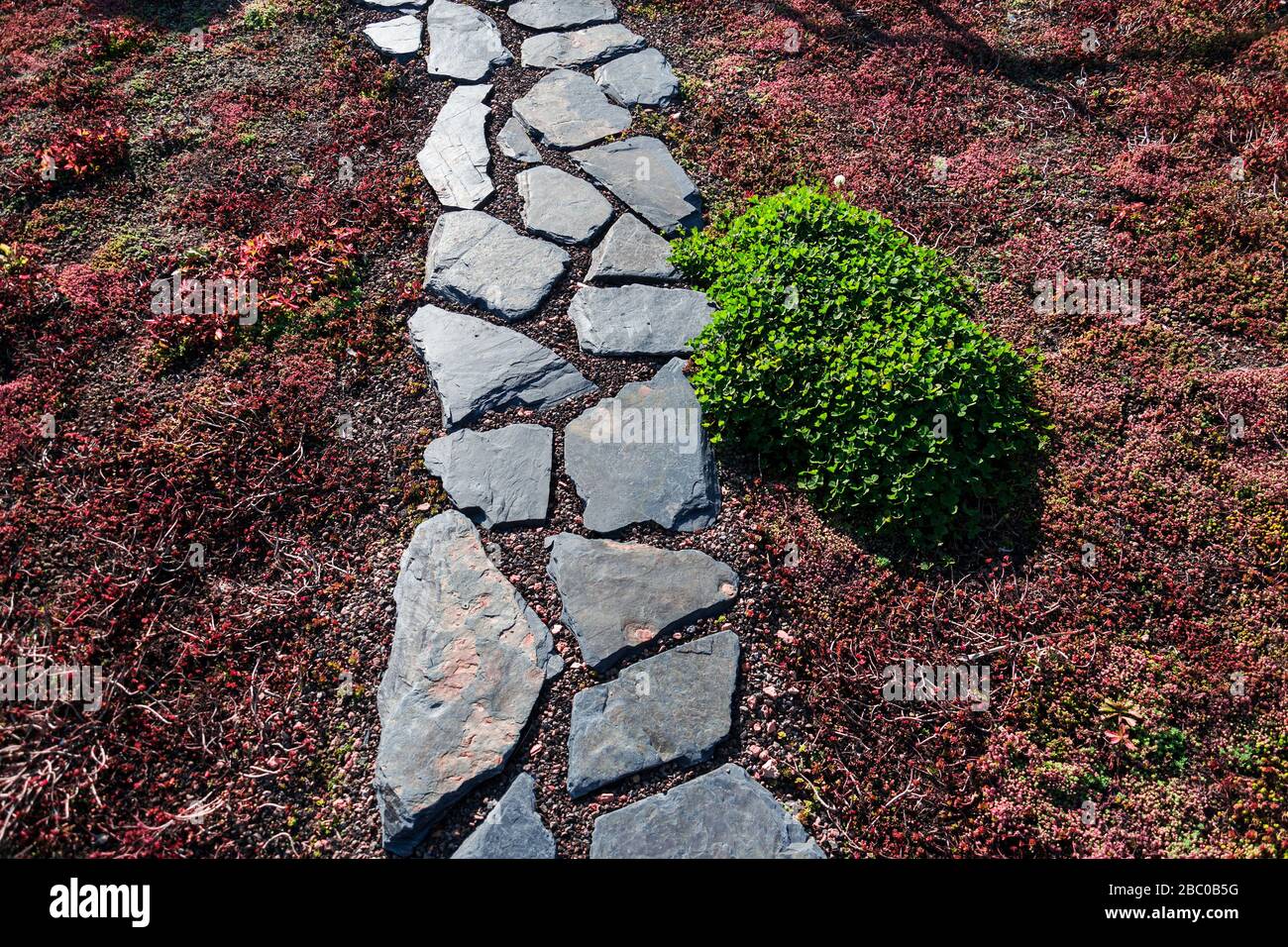 Rustic natural spaced-out stones garden path walkway with vegetation ...