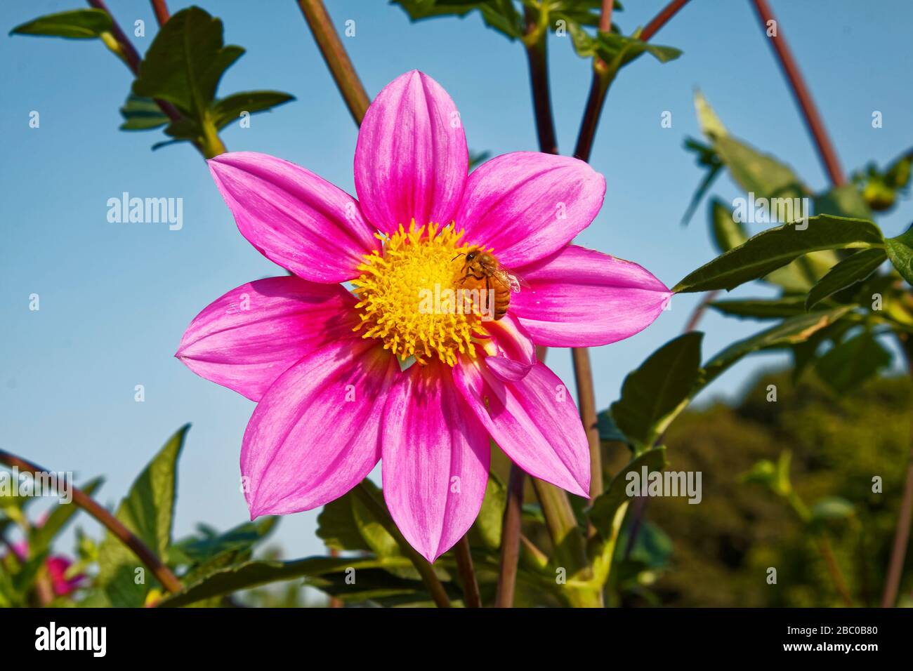 dahlia; rose color, close-up, bee, cultivated flower; blue sky, garden, Asteraceae family, tuberous, perennial, nature, summer Stock Photo
