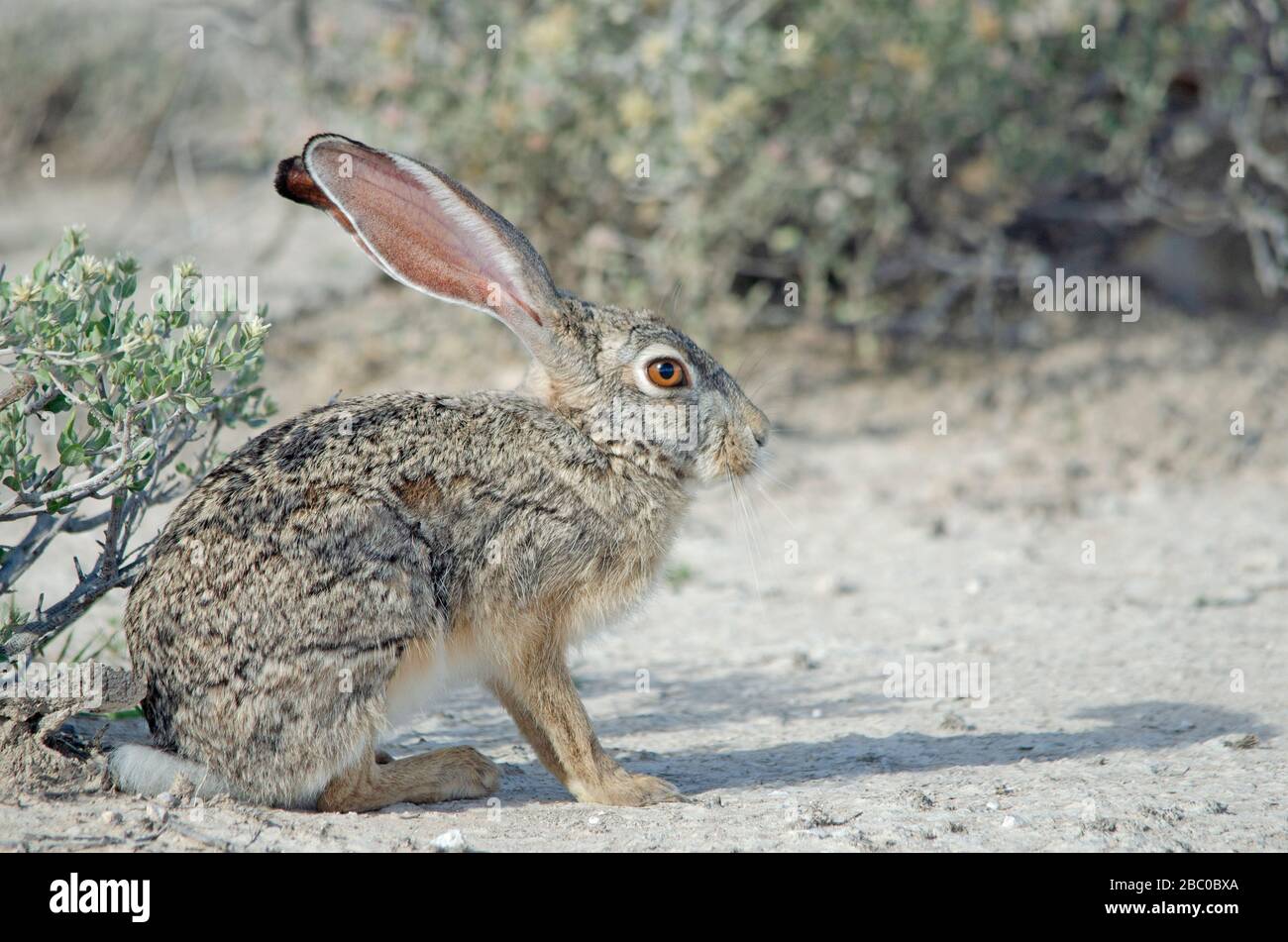 Close-up of Cape Hare in Etosha National Park Stock Photo
