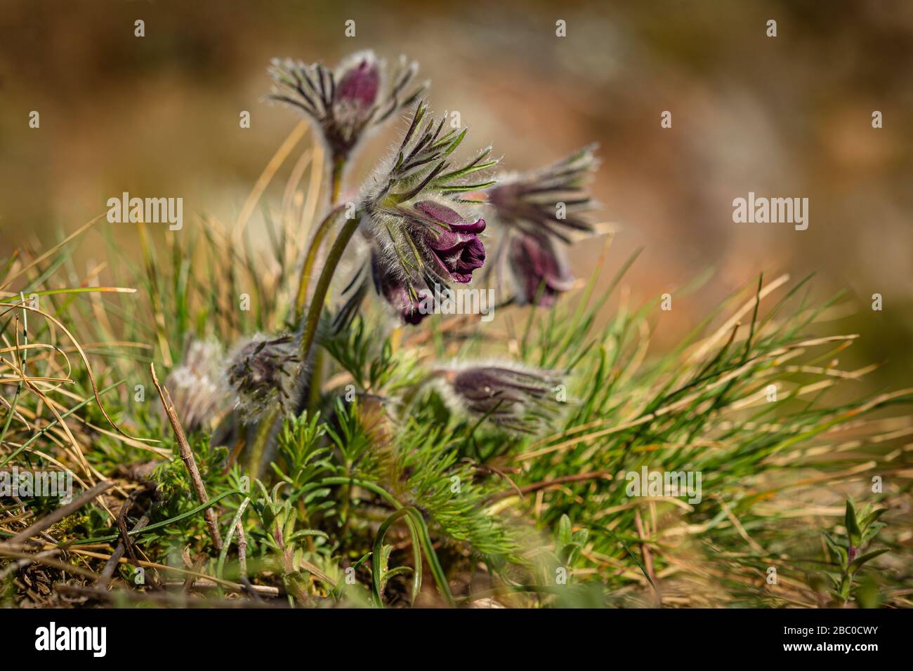 Clump of beautiful wind flowers, meadow anemone, pasque flowers with dark purple cup like flower and hairy stalk growing in meadow on a spring day. Stock Photo