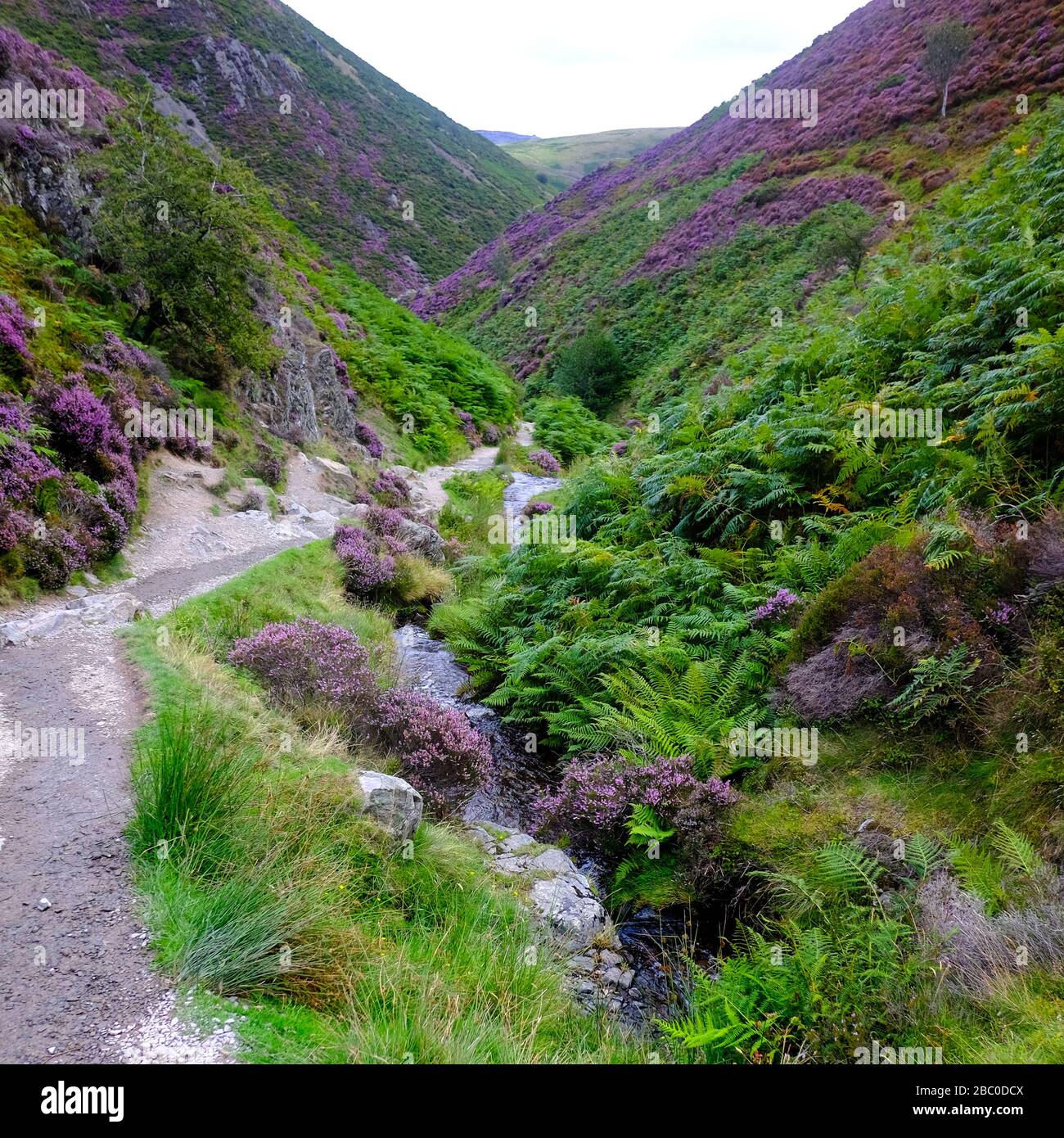 Carding Mill Valley on the outskirts of the Long Mynd range and the town of Church Stretton in the Shropshire Hills Area of Outstanding Natural Beauty. Stock Photo