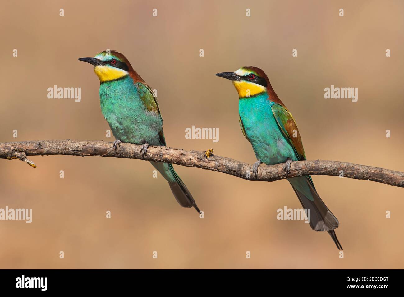 European bee-eater Stock Photo