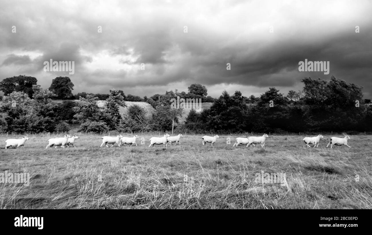 Flock of sheep running in a field near Leintwardine on the Shropshire / Herefordshire border (UK) during stormy weather Stock Photo