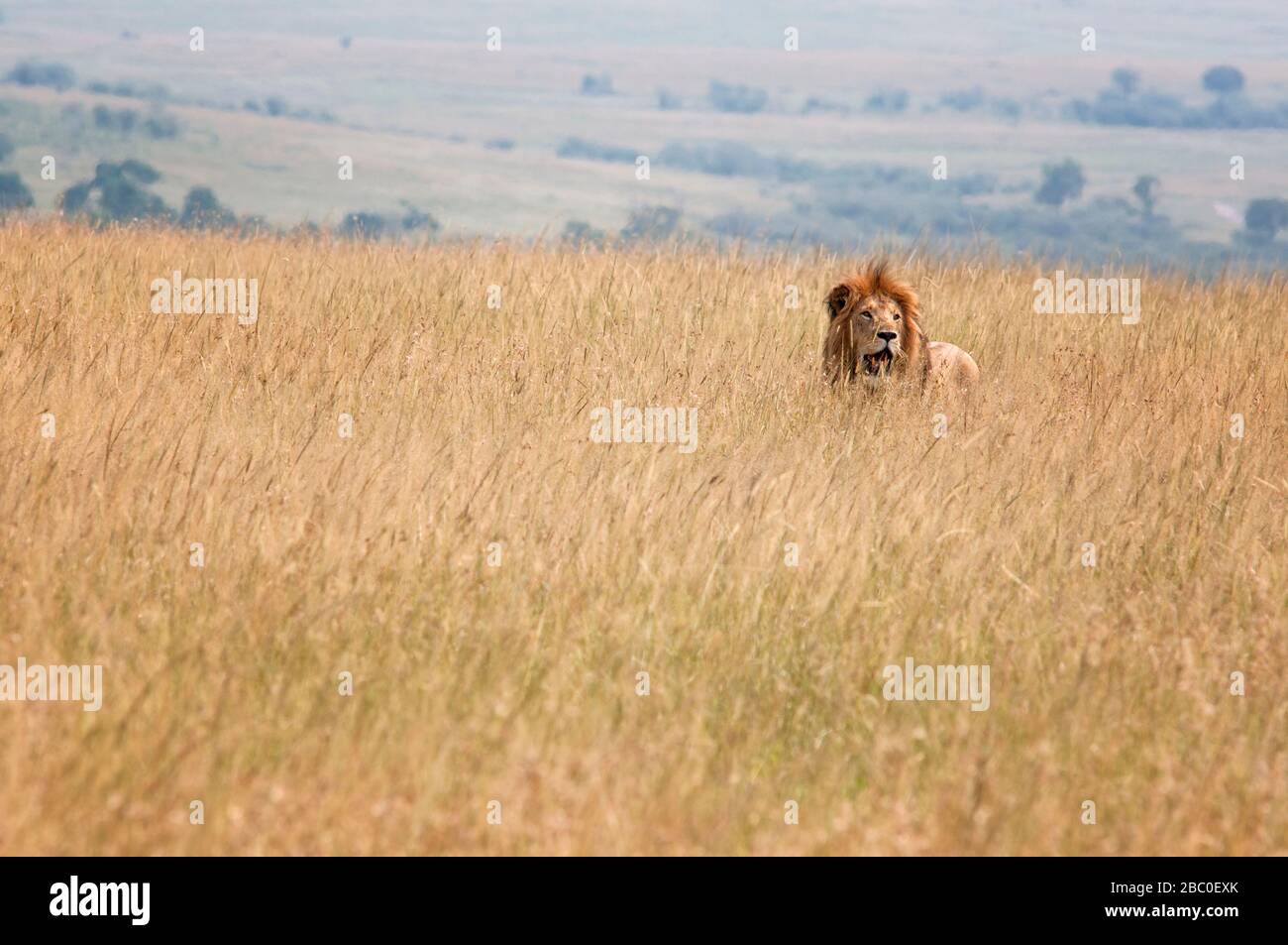 Lion, Panthera leo, in Masai Mara National Reserve. Kenya. Africa. Stock Photo