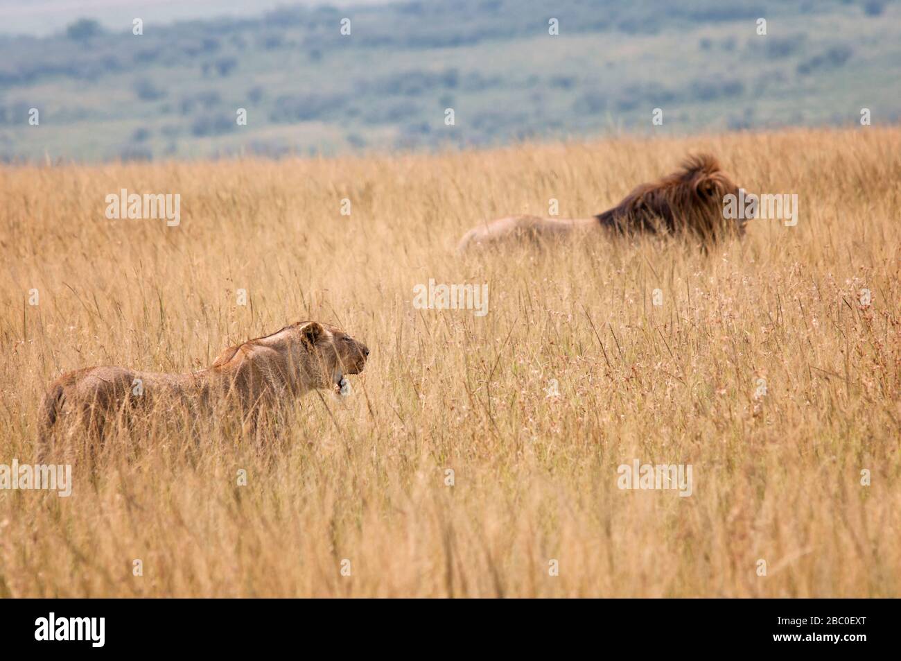 Lion and lioness, Panthera leo, in Masai Mara National Reserve. Kenya ...