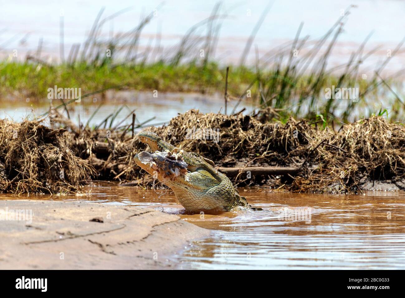 A Nile Crocodile eating a Huge Barbel (Sharptooth Catfish) prey in the Kruger National Park, South Africa Stock Photo