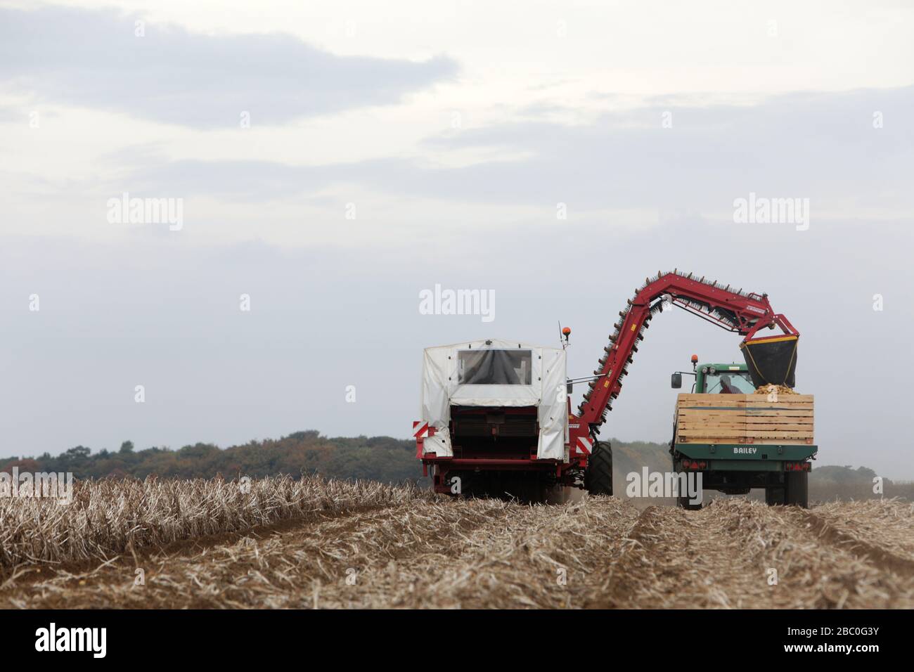 The Potato Harvest for a Branston Potatoes suppler, Lincolnshire, UK. Stock Photo