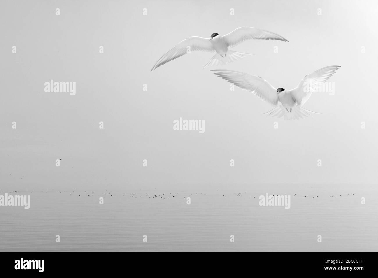 Common tern in migration in the sky during spring, bw. Seaside activity. Bright sunshine, some fog in the background. Stock Photo
