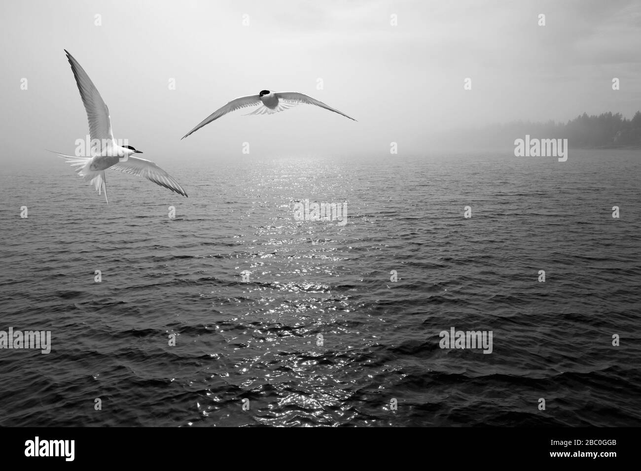 Common tern in migration in the sky during spring, bw. Seaside activity. Bright sunshine, some fog in the background. Stock Photo