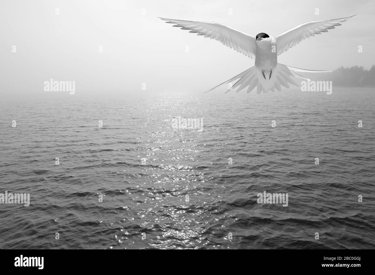 Common tern in migration in the sky during spring, bw. Seaside activity. Bright sunshine, some fog in the background. Stock Photo