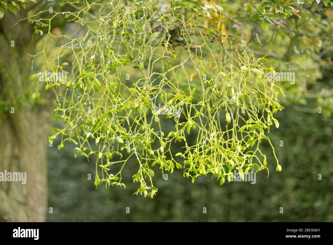 mistletoe plant Stock Photo