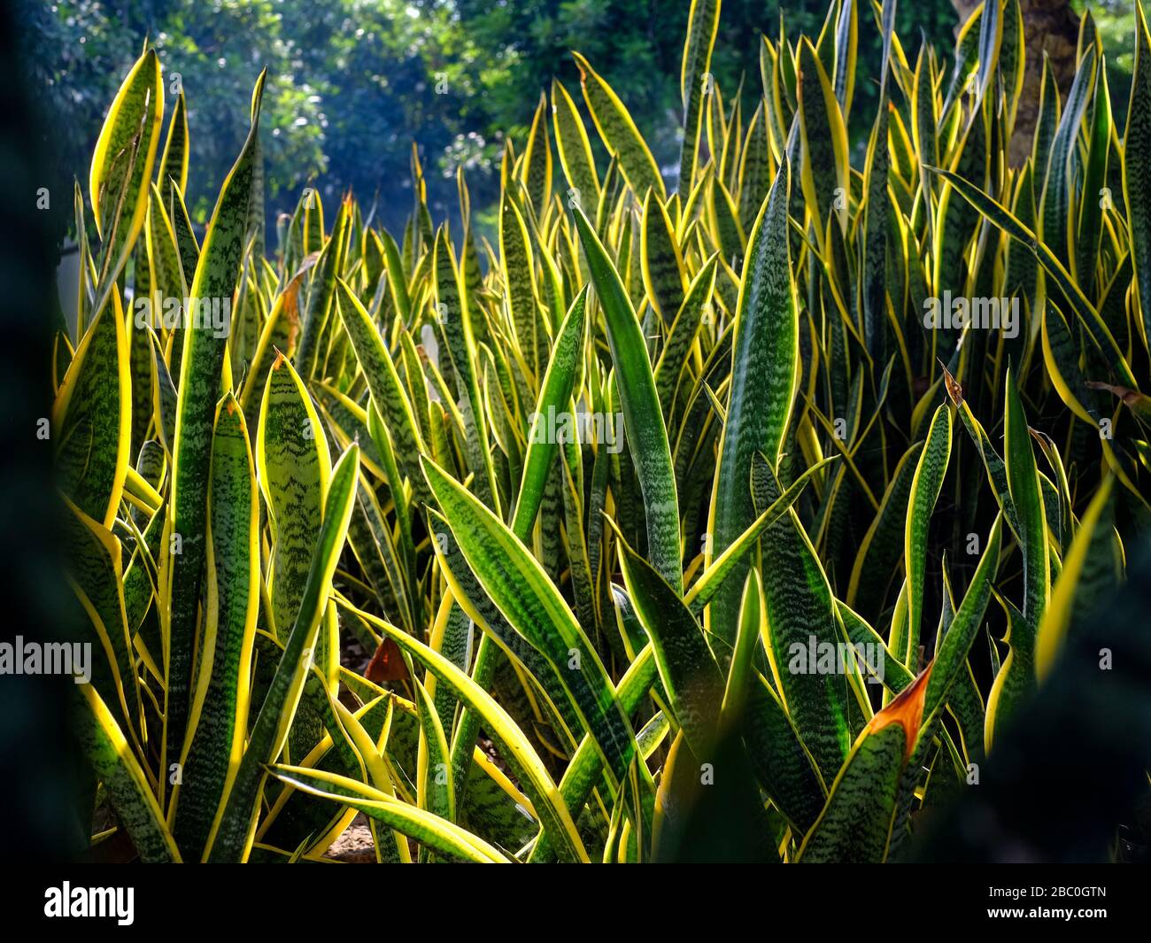 Dracaena trifasciata (Mother-in-Law's Tongue) plant in Zabeel Park, Dubai, United Arab Emirates. Also known as the Snake Plant or Saint George's Sword Stock Photo