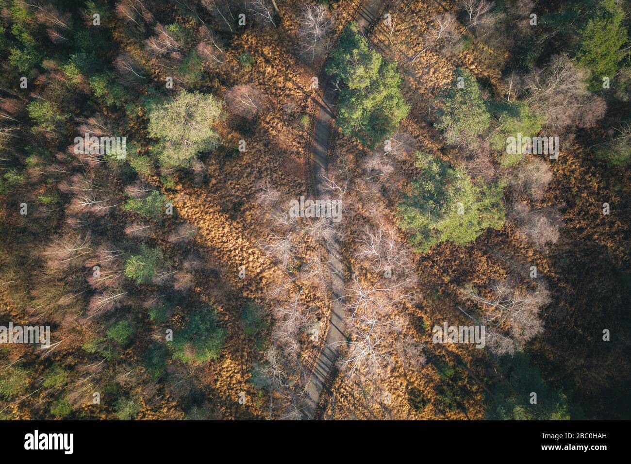 CYCLING PATH IN THE FOREST OF RAMBOUILLET, YVELINES (78), ILE-DE-FRANCE, FRANCE Stock Photo