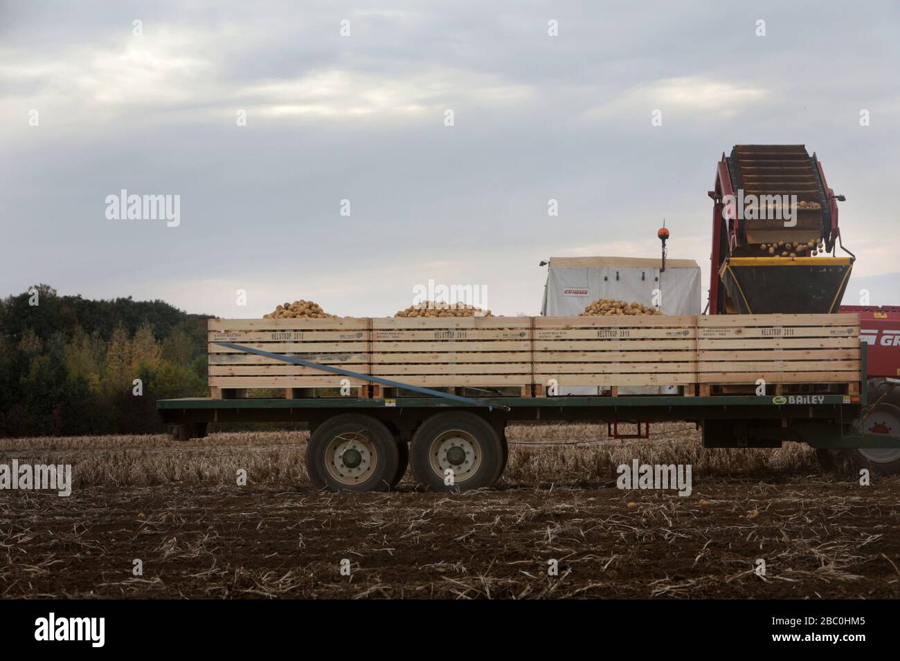 The Potato Harvest for a Branston Potatoes suppler, Lincolnshire, UK. Stock Photo