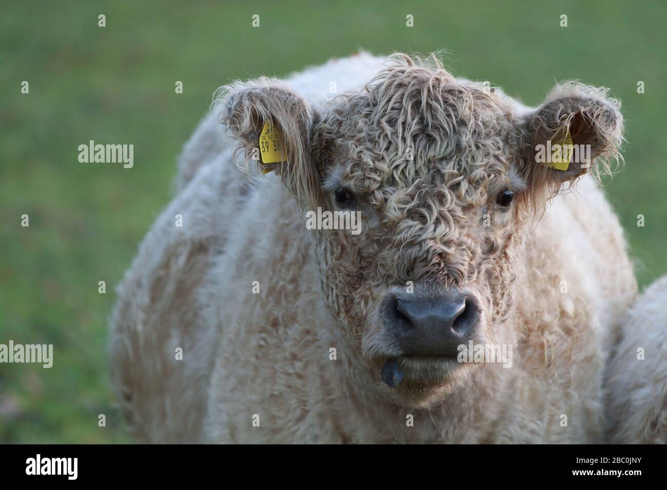 Close up picture of Galloway cattle. Stock Photo