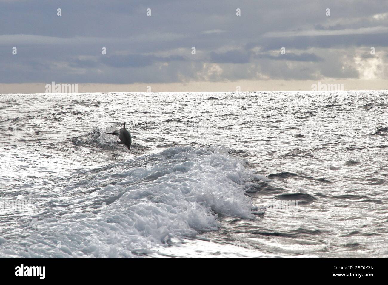 An Atlantic Spotted Dolphin (Stenella frontalis) jumping out of the water at the coast of Pico Island on the Azores, Portugal. Stock Photo