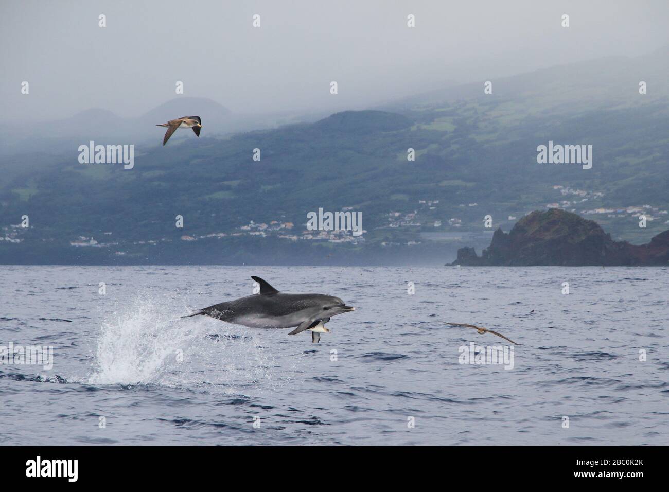 An Atlantic Spotted Dolphin (Stenella frontalis) jumping out of the water at the coast of Pico Island on the Azores, Portugal. Stock Photo