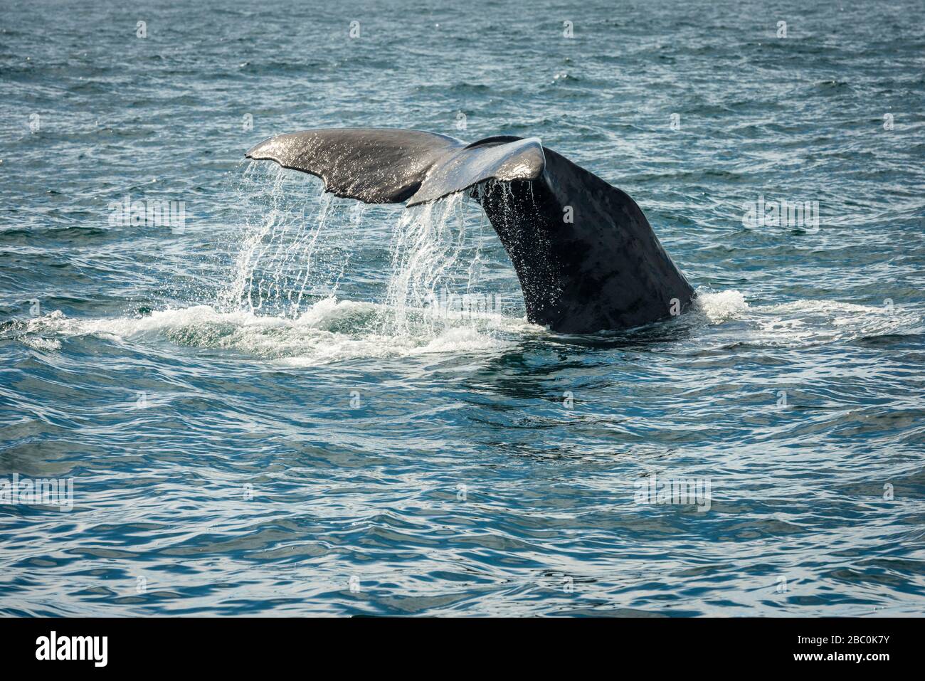 A Sperm whale in the Southern Pacific Ocean at Kaikoura New Zealand raises its tail as it dives to feed. Stock Photo