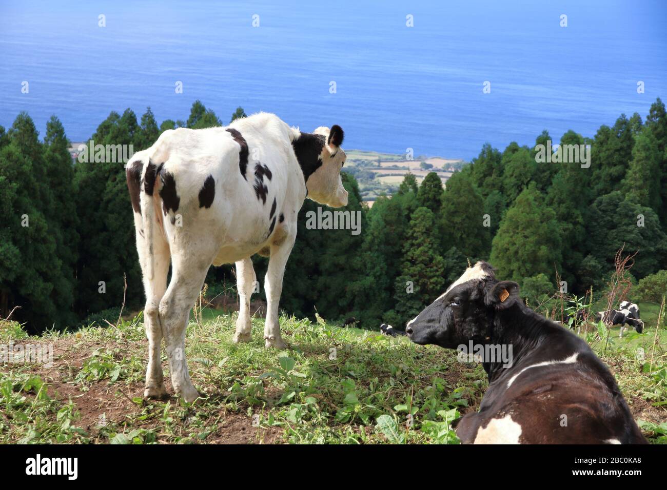 Black and white cows overlooking the ocean on the island of São Miguel, Azores, Portugal. Stock Photo