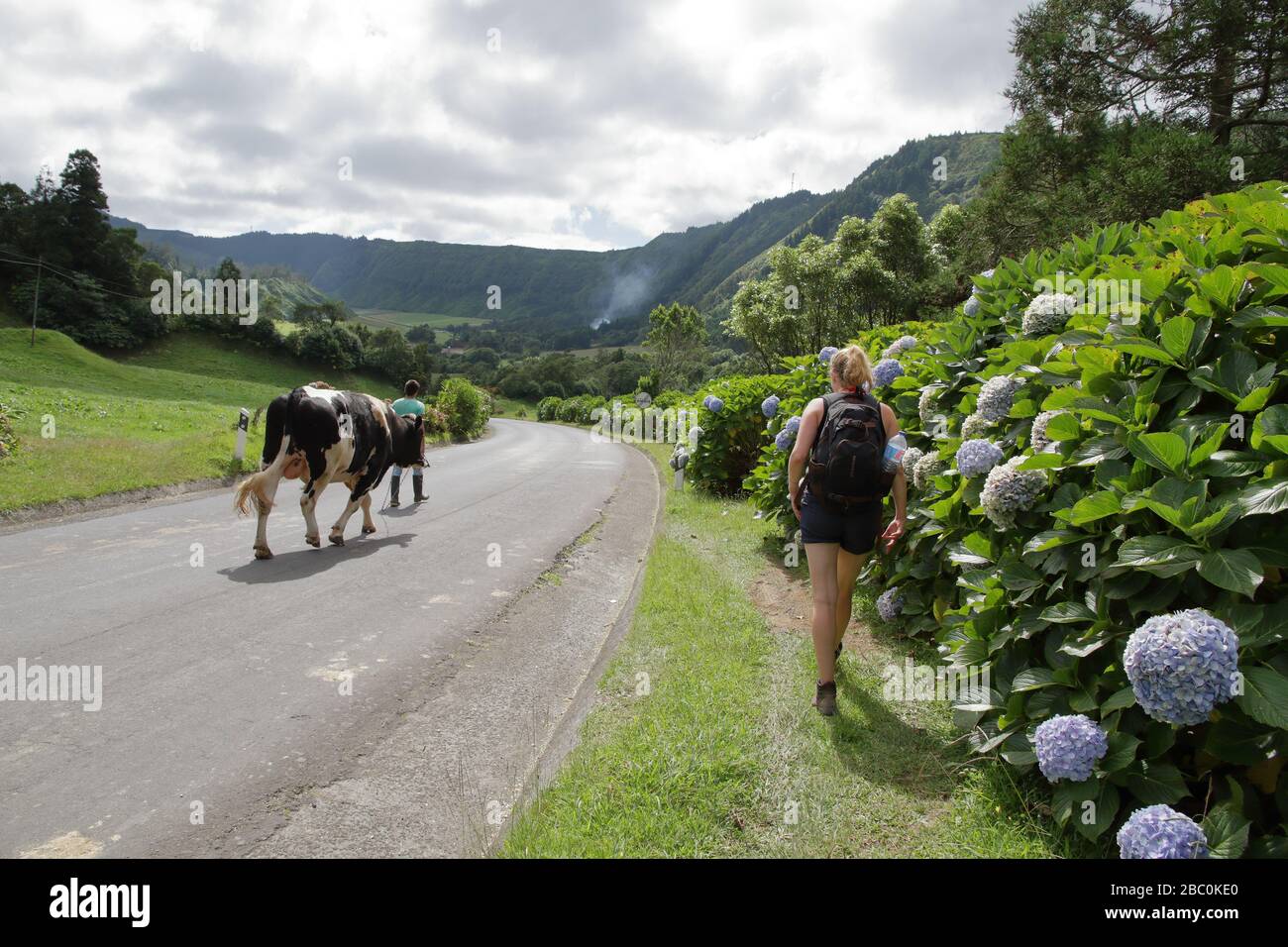 A boy walking a cow on a rope along a long and winding road with ...