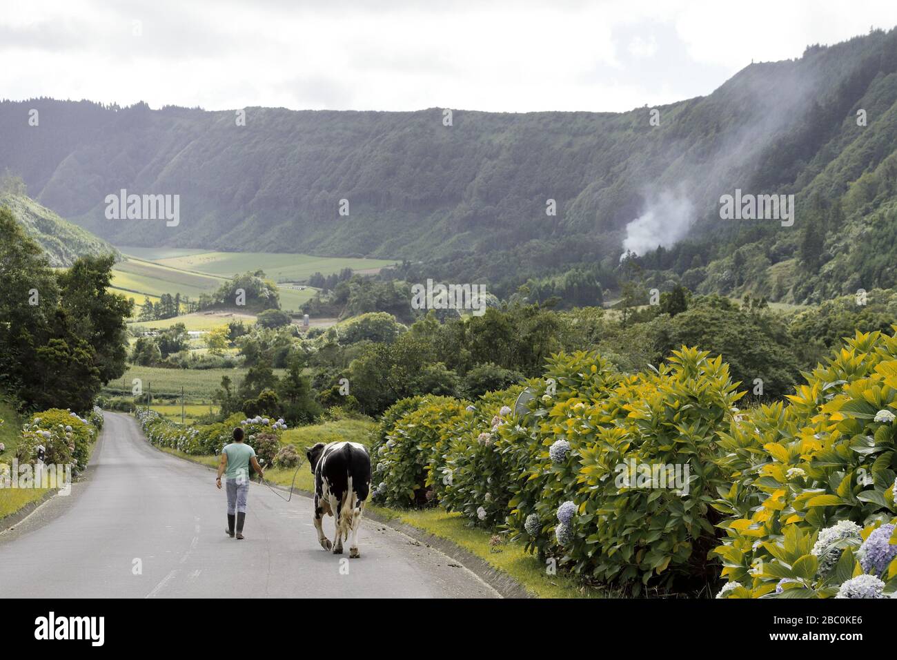 A boy walking a cow on a rope along a long and winding road with hortensias into a valley on the Island of São Miguel, Azores, Portugal. Stock Photo