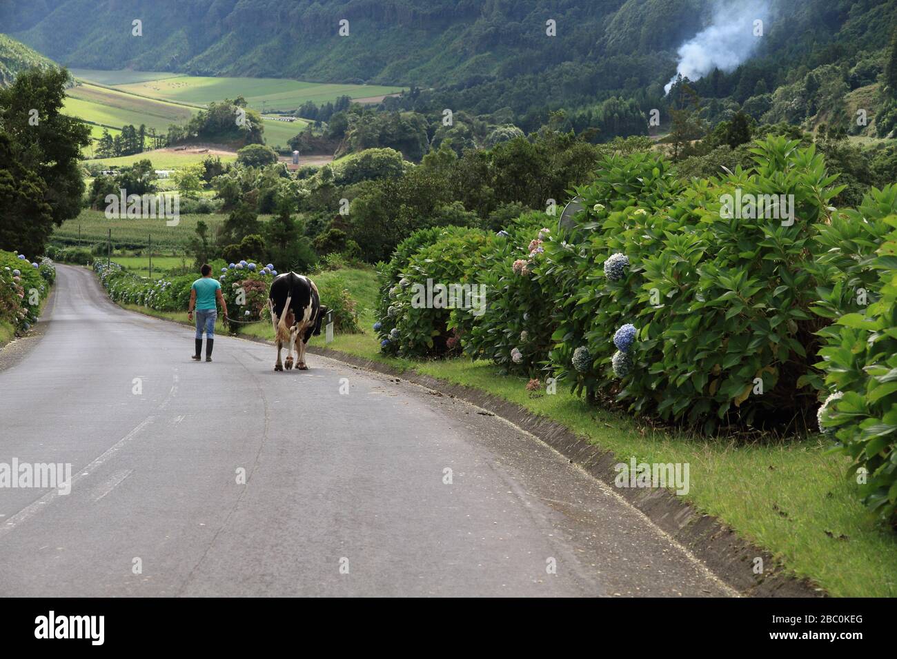 A boy walking a cow on a rope along a long and winding road with ...