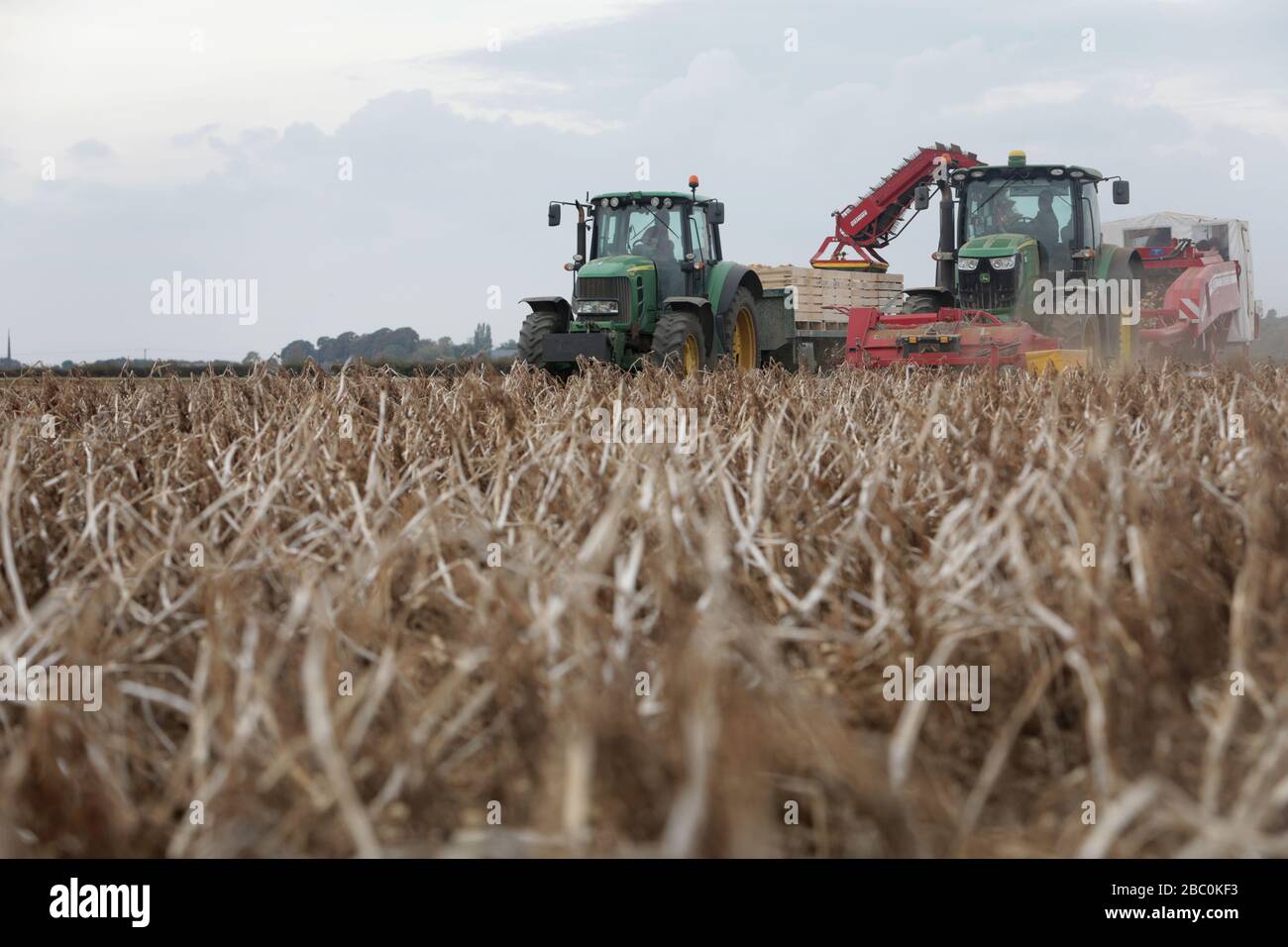 The Potato Harvest for a Branston Potatoes suppler, Lincolnshire, UK. Stock Photo