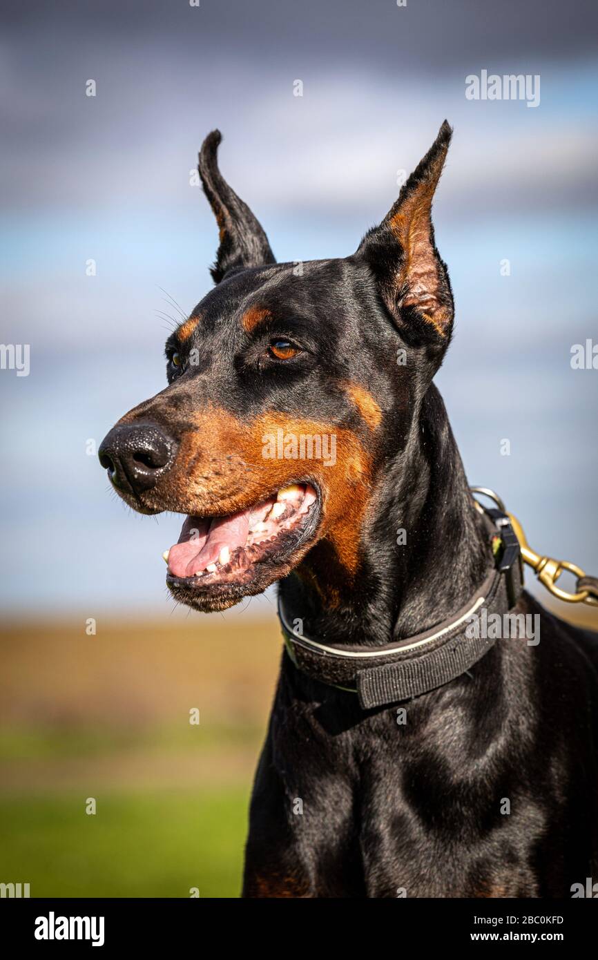 Are Doberman Good Guard Dogs
