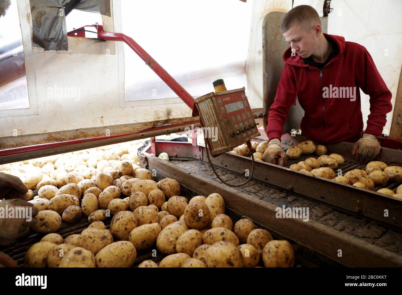 Farm Labourers sorting freshly Harvested potatoes at Branston Patato, Lincolnshire, UK. Stock Photo