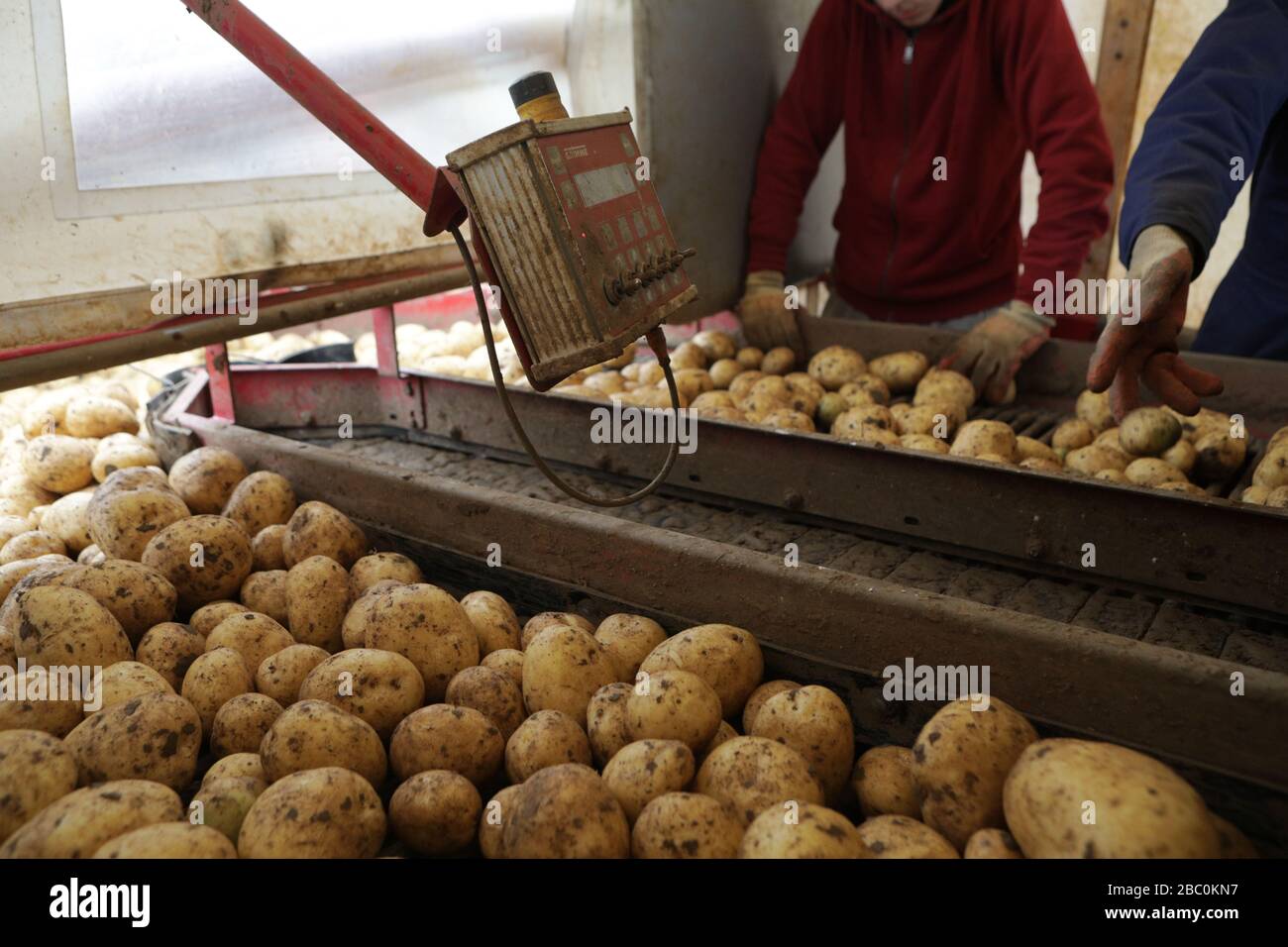 Farm Labourers sorting freshly Harvested potatoes at Branston Patato, Lincolnshire, UK. Stock Photo