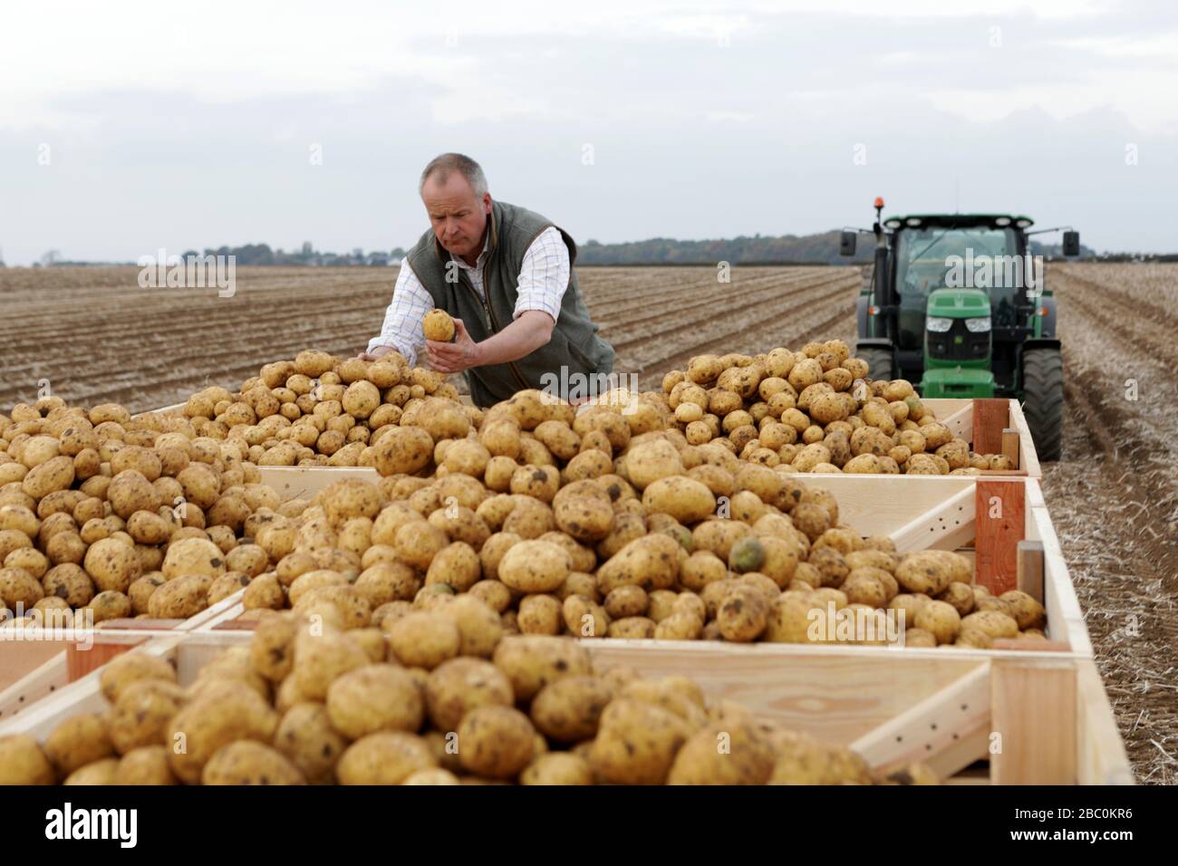 A Farmer checks to potatoes after harvest at Branston Patato, Lincolnshire. Stock Photo