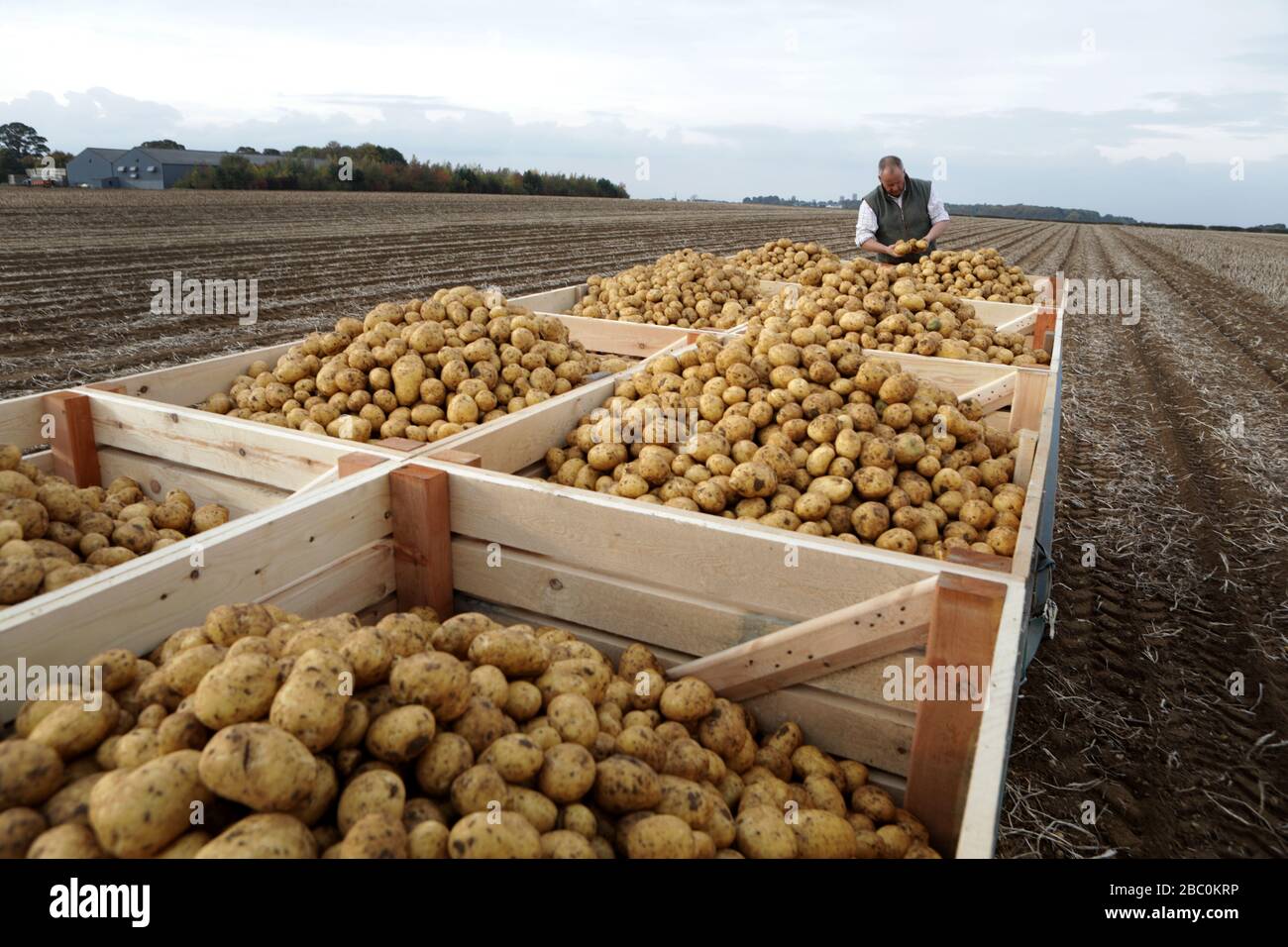 A Farmer checks to potatoes after harvest at Branston Patato, Lincolnshire. Stock Photo