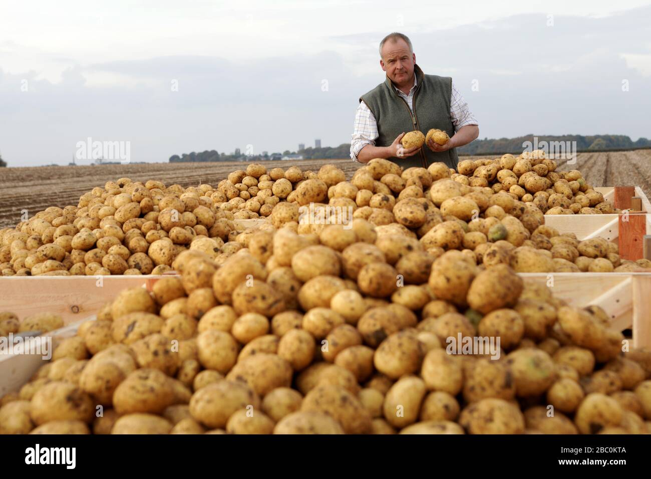 A Farmer checks to potatoes after harvest at Branston Patato, Lincolnshire. Stock Photo