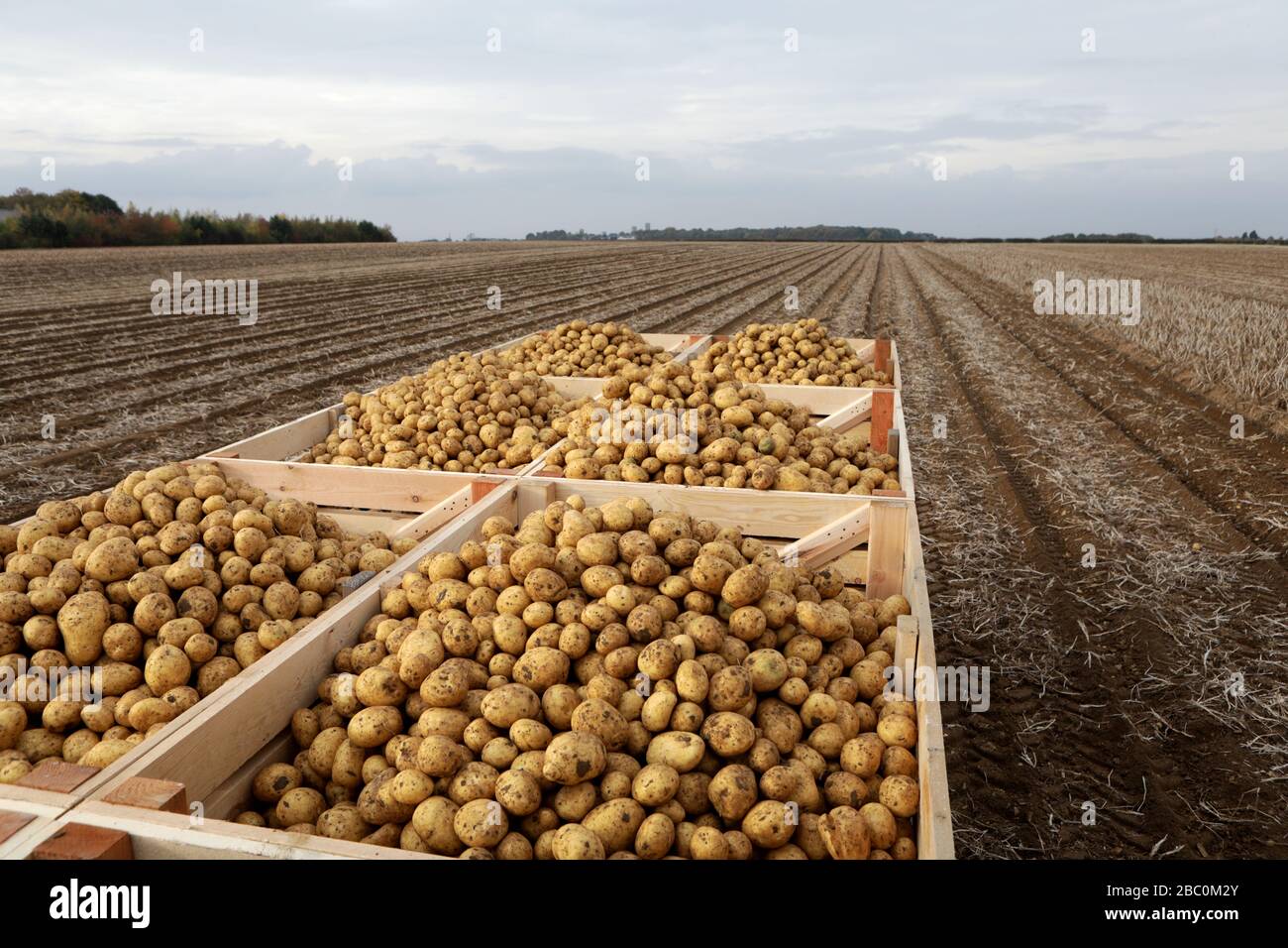 The Potato Harvest for a Branston Potatoes suppler, Lincolnshire, UK. Stock Photo