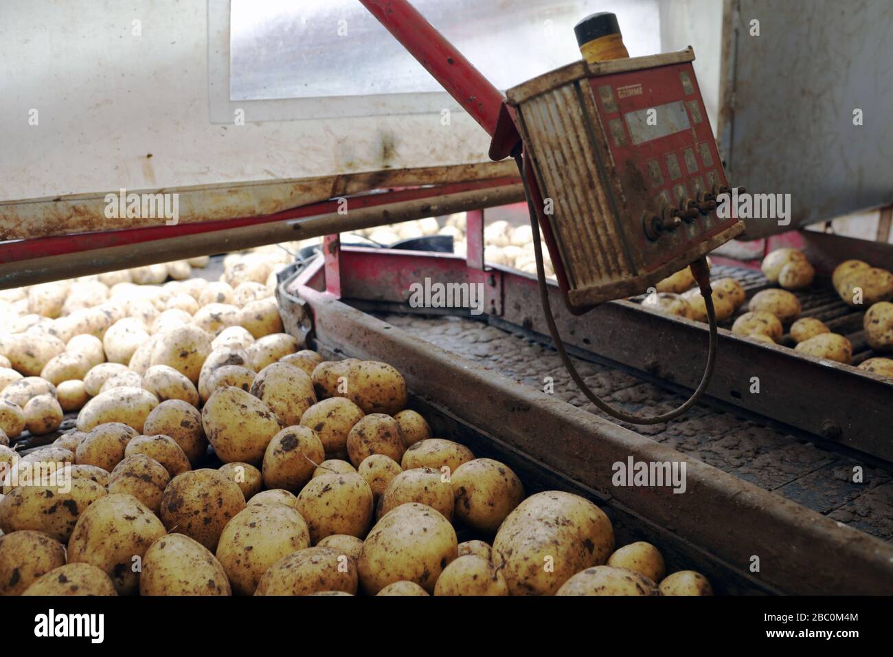 The Potato Harvest for a Branston Potatoes suppler, Lincolnshire, UK. Stock Photo