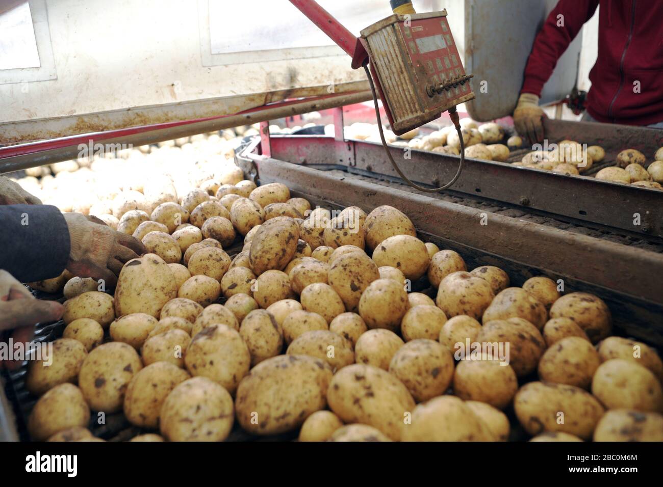 Harvesting Potatoes at Branston Patato, Lincolnshire, UK. Stock Photo