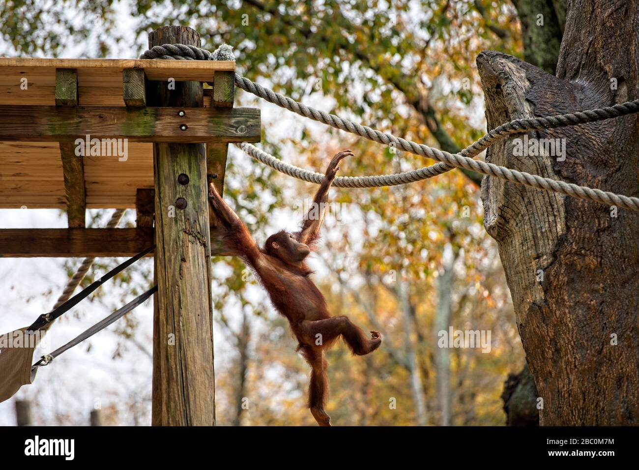 Borean Orangutan swinging from a rope in his habitat at the Atlanta Zoo Stock Photo