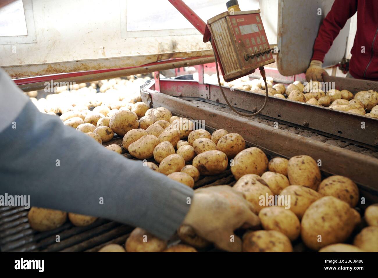Harvesting Potatoes at Branston Patato, Lincolnshire, UK. Stock Photo